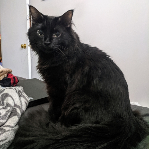 Meet your Posher, Emma - Picture 2 of 3